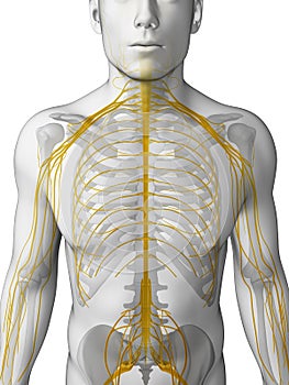 Male nerve system