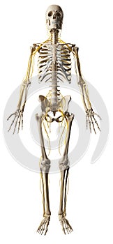 Male nerve system