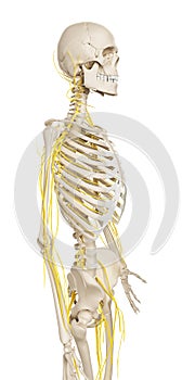 Male nerve system