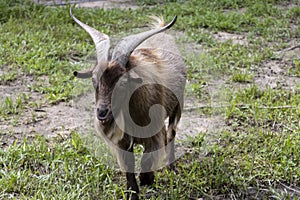 Male Nigerian dwarf goat