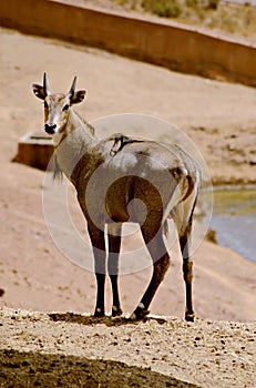 Male Nilgai also known as blue bull