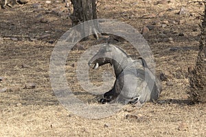 Male nilgai or blue cow who lies on the edge of a forest in the