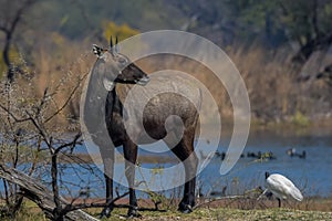 Male Nilgai or bluebuck or blue cow in Keoladeo ghana national park