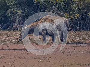 Male Nilgai or bluebuck or blue cow in Keoladeo ghana national park