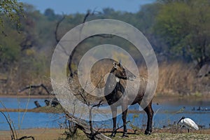 Male Nilgai or bluebuck or blue cow in Keoladeo ghana national park