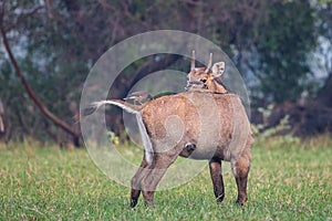 Male Nilgai Boselaphus tragocamelus with Brahmini mynas sittin