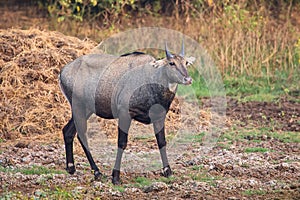 Male Nilgai Boselaphus tragocamelus standing in Keoladeo Ghana