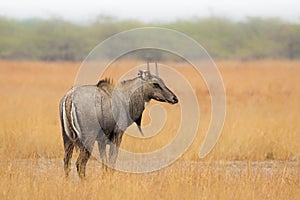 Male Nilgai in grassland habitat