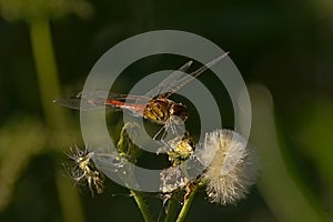 Male nomad darter sitting on a overblown flower