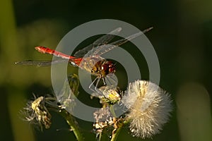 Male nomad darter sitting on a overblown flower