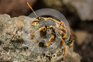 Male Nomada Cuckoo Bee photo