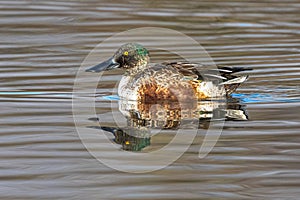 Male Norther Shoveler