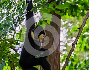 Male norther white cheeked gibbon hanging in a tree, critically endangered animal specie from Asia