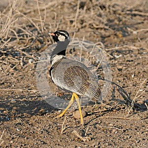 Male Northern Black Korhaan in Etosha National Park, Namibia