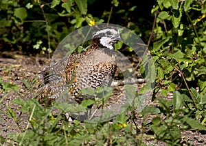 Male northern bobwhite