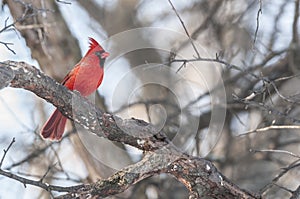 Male Northern cadinal bird