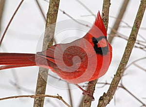 Male Northern Cardinal