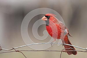 Male northern cardinal