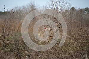 Male Northern Cardinal