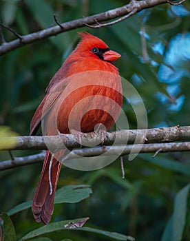 Male Northern Cardinal