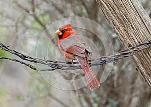 Male northern cardinal on a barbed wire perch at the La Lomita Bird and Wildlife Photography Ranch in Uvalde, Texas.