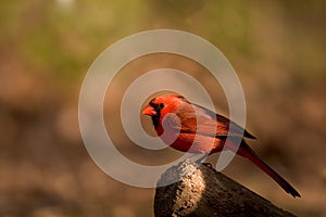 Male Northern Cardinal bird