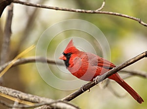 Male Northern Cardinal, Cardinalis cardinalis