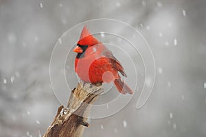 Male Northern Cardinal (cardinalis cardinalis)