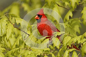 Male Northern Cardinal