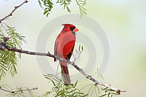 Male Northern Cardinal - Texas photo