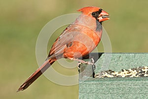 Male Northern Cardinal cardinalis on a Feeder