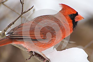 Male northern cardinal close up