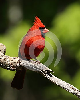 Male Northern Cardinal Closeup