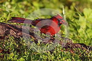 Male Northern Cardinal with dragonfly