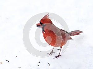 Male Northern Cardinal Finds seeds in Snow photo