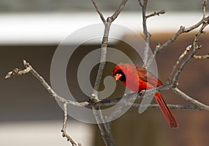 Male Northern Cardinal Gawking