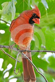 Male Northern Cardinal in a Oak Tree