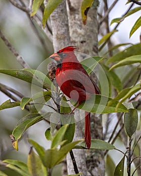 Male northern cardinal perched in a tree next to the Shark Valley Trail in the Everglades National Park.