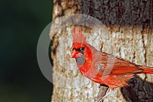Male Northern Cardinal Portrait By Tree