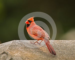 A male Northern Cardinal poses for the camera