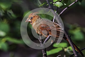 A male northern cardinal in it`s molting stage.