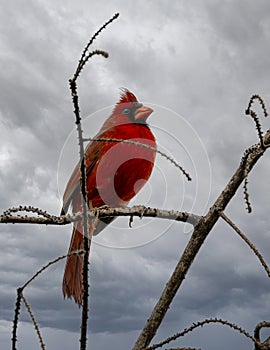 Male northern cardinal singing while perched in a leafless tree in the Corkscrew Swamp Sanctuary near Naples, Florida.