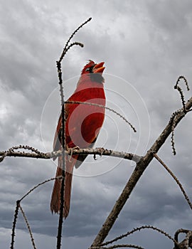 Male northern cardinal singing while perched in a leafless tree in the Corkscrew Swamp Sanctuary near Naples, Florida.