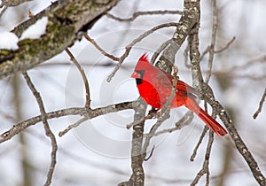 Male Northern Cardinal After A Snowfall
