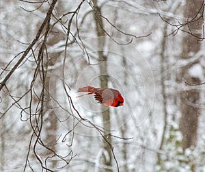 Male Northern Cardinal Swoops Through the Snowy Woods