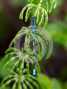 Male northern damselfly resting on horsetail plant