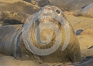 Male northern elephant seal Mirounga angustirostris