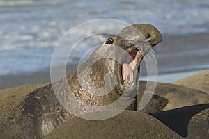Male northern elephant seal Mirounga angustirostris calling photo