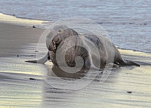 Male northern elephant seal Mirounga angustirostris photo