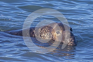 Male northern elephant seal Mirounga angustirostris swimming along the California coast